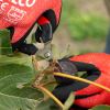 Felco 320 snips with curved blade - designed for fruit picking