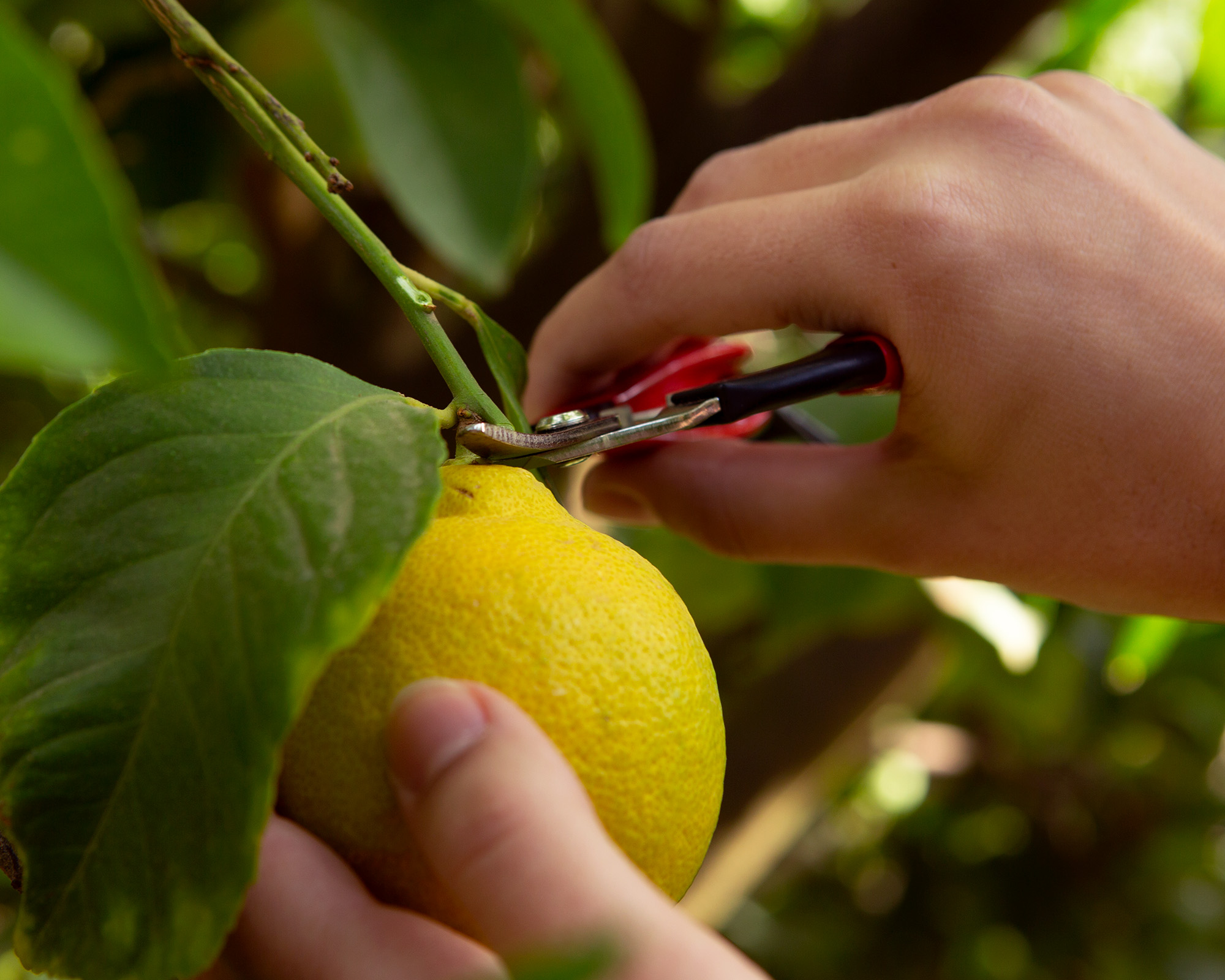 Felco 320 snips with curved blade - designed for fruit picking