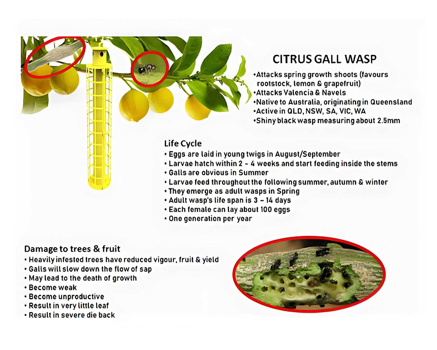 Citrus Gall Wasp lifecycle details
