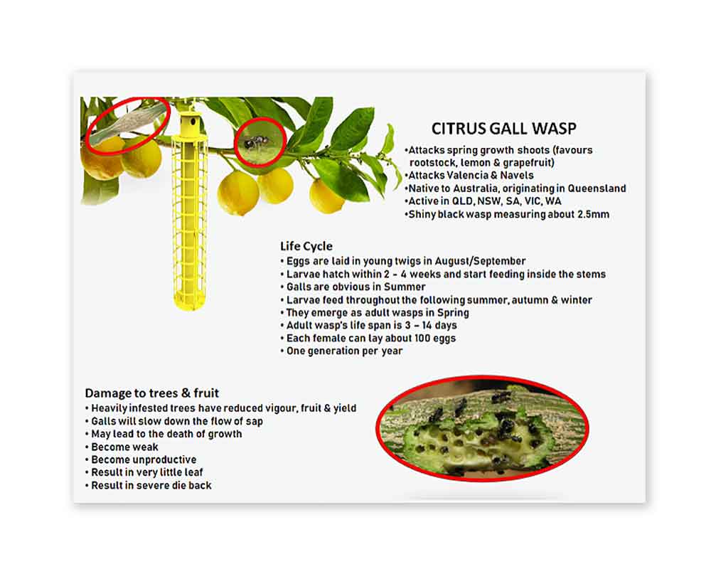 Citrus Gall Wasp lifecycle details