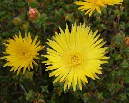 Mesembryanthemum - Pigface in yellow