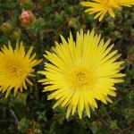 Mesembryanthemum Pigface - Yellow 50mm tubestock