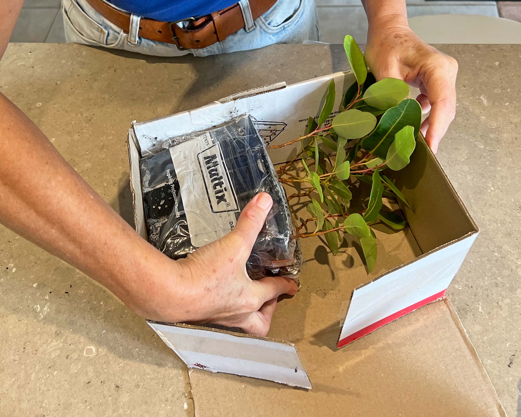 Packing of tubestock - example shows Eucalyptus plants