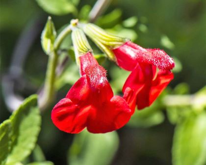 Salvia macrophylla 'Huntingdon Red'