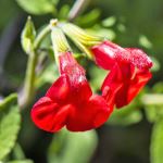 Salvia microphylla 'Huntington Red' 50mm tubestock