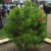 Pinus halepensis, Aleppo Pine at the SCG.