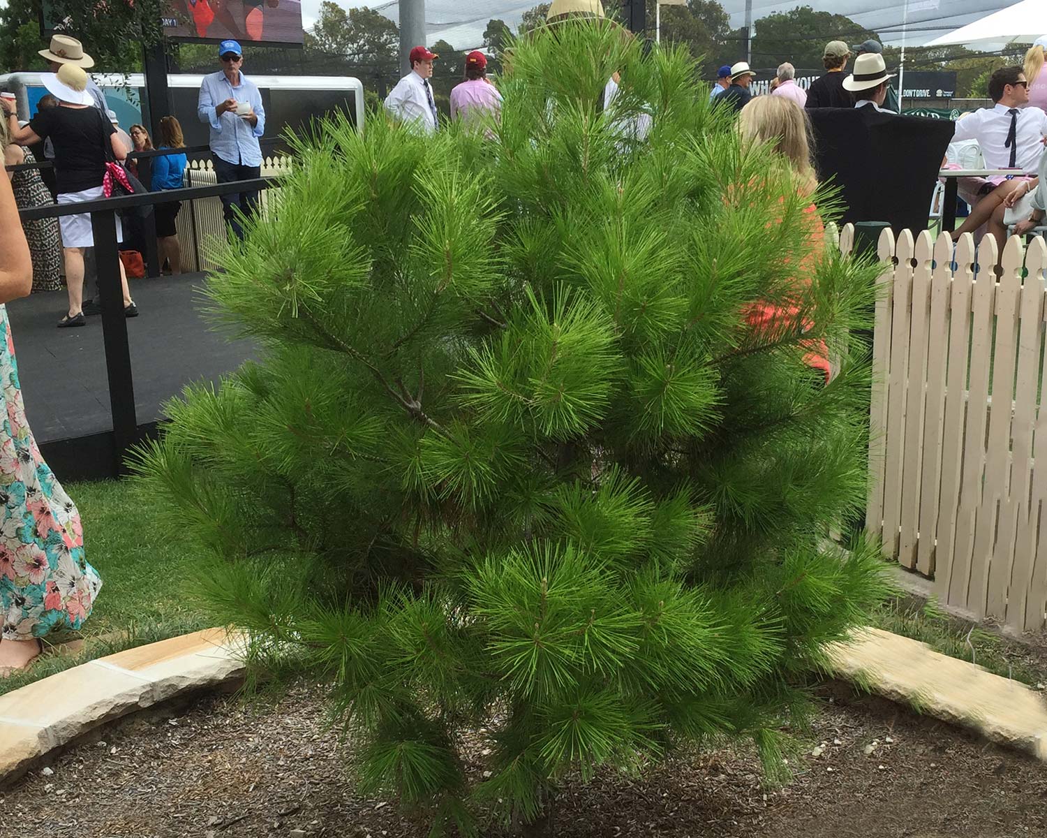 Pinus halepensis, Aleppo Pine at the SCG.