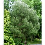 Pinus halepensis 'Aleppo Pine' 50mm tubestock