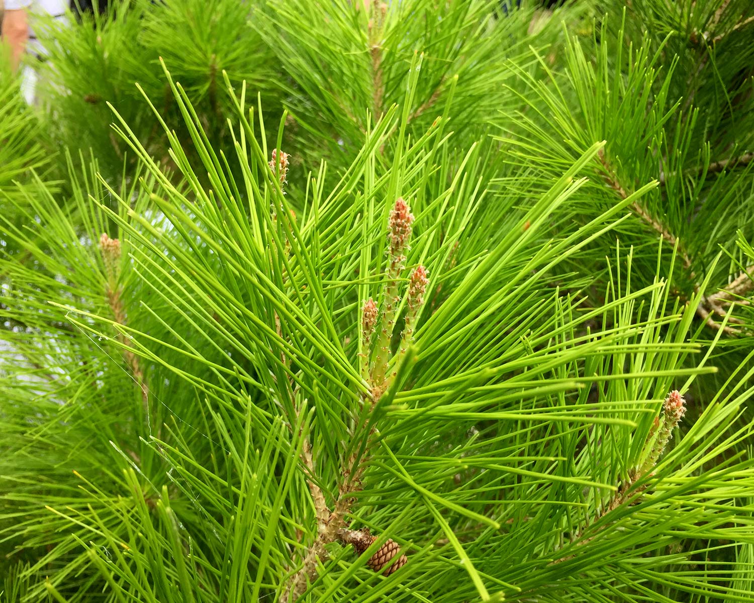 Pinus halepensis, Aleppo Pine