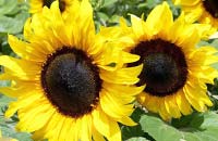 Sunflower Hybrids