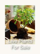 Live Plants Category