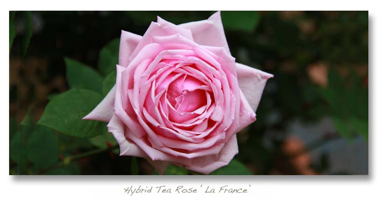 Hybrid Tea rose La France