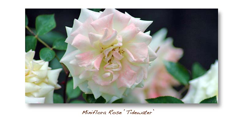 Miniflora Rose