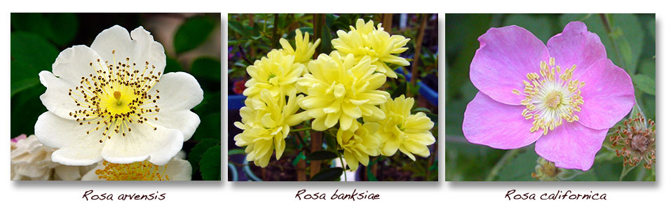 Rosa arvensis, banksiae, californica