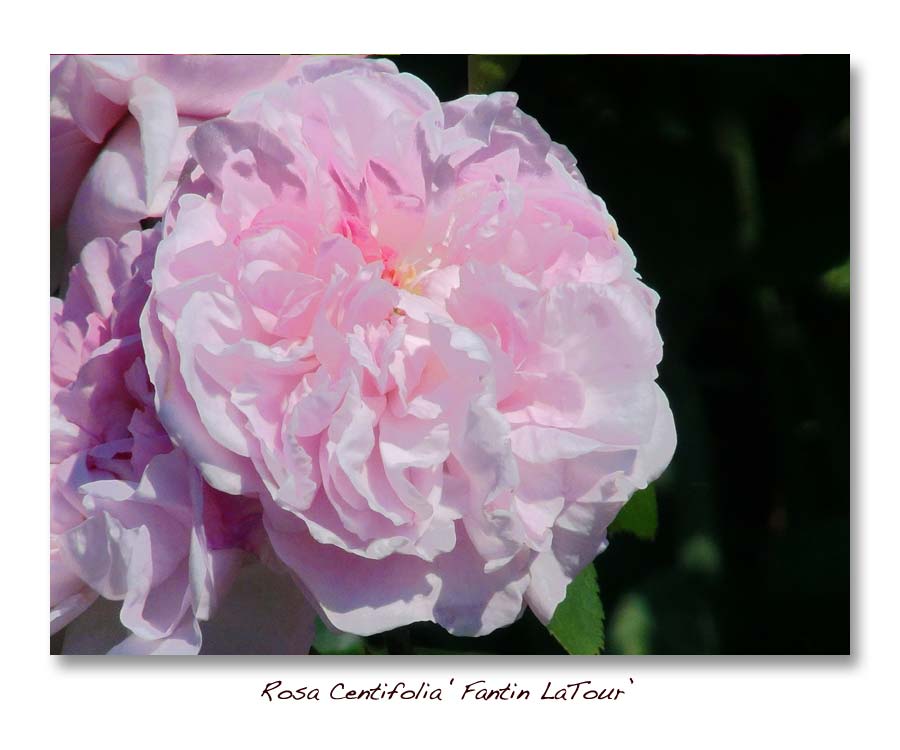 Rosa Centifolia Fantin Latour