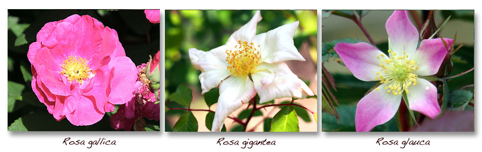 Rosa gallica gigantea glauca