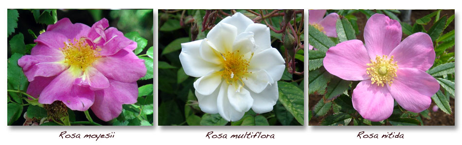 Rosa-moyesii-multiflora-nitida