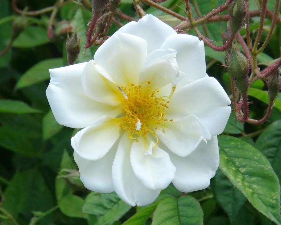 Rosa Multiflora Lykkefund