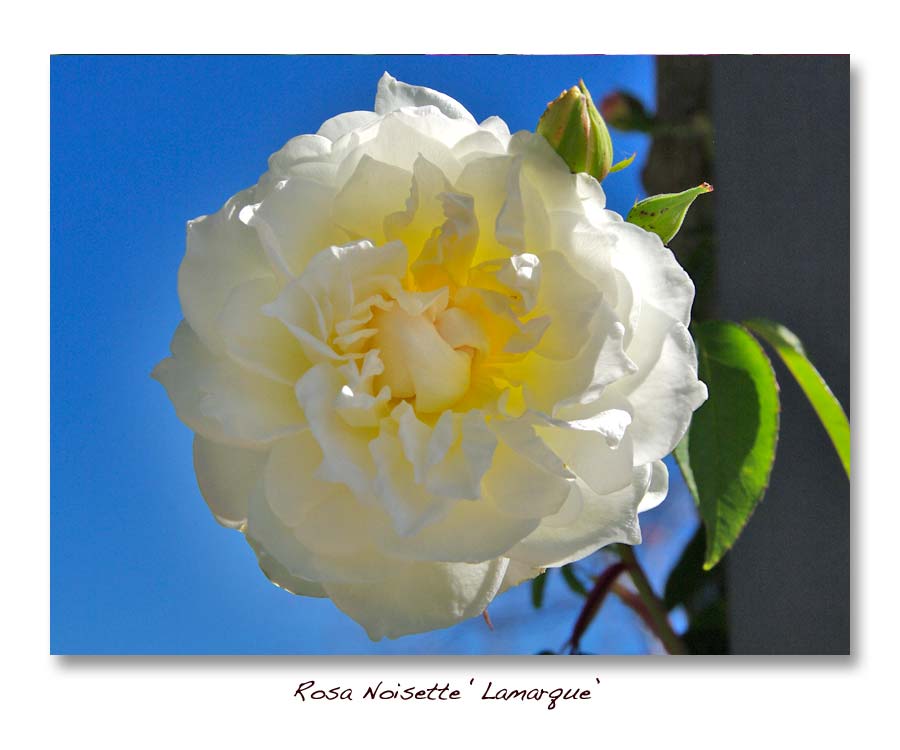 Laminae 02 old rose