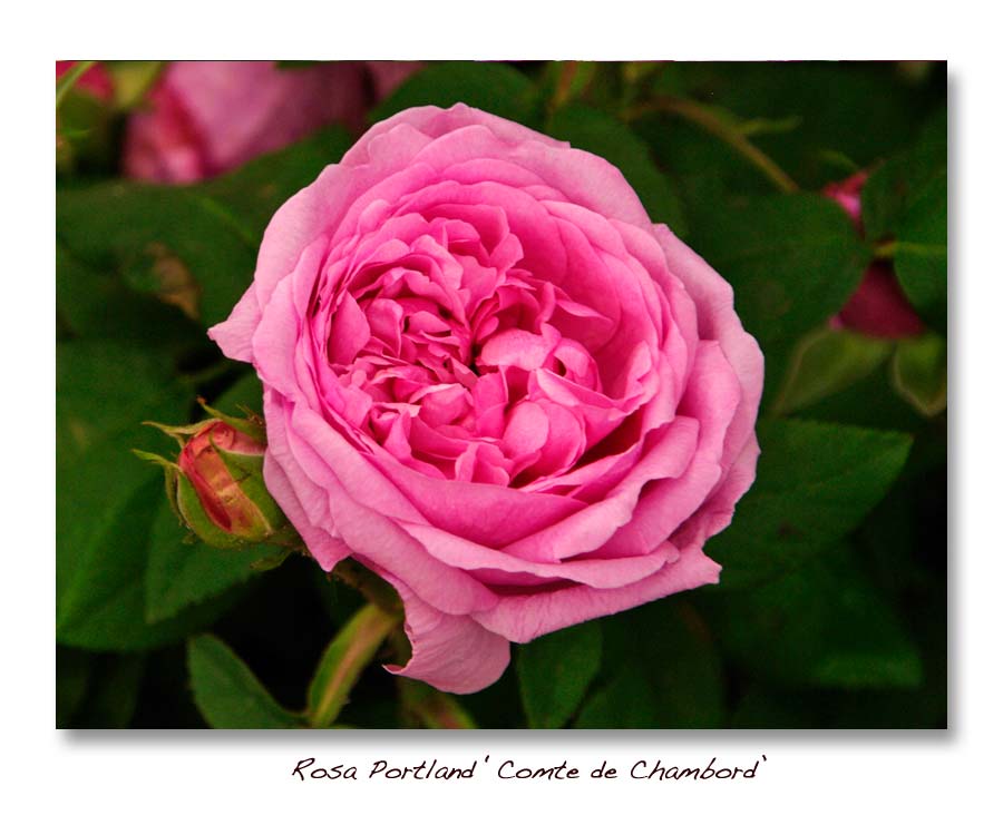 Rosa Portland Comte de Chambord