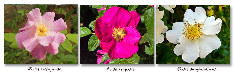 Rosa-rubignosa-rugosa-sempervirens