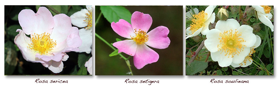 Rosa-sericea-setigera-soulieana