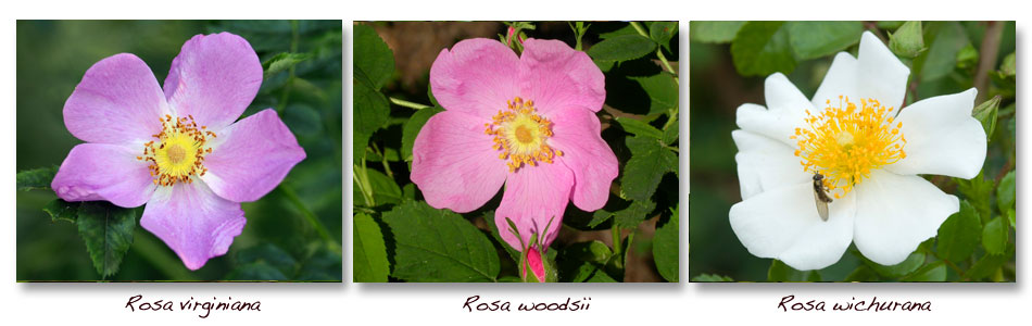 Rosa-virginiana-woodsii-wichurana