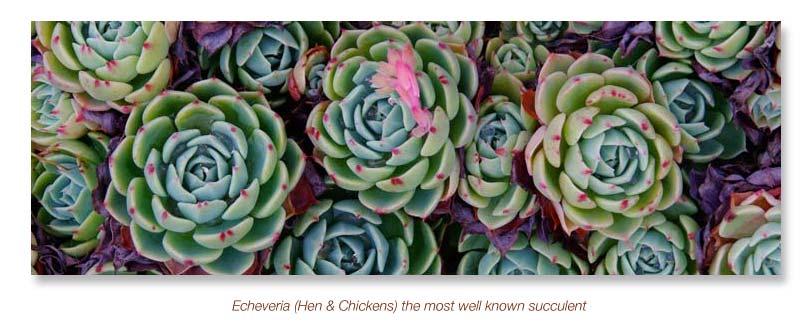 Succulents - when and how to water | GardensOnline