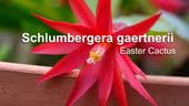 How to Propagate Easter Cactus
