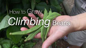How to grow Climbing Beans