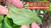 Eco Citrus Leaf Miner Trap