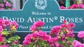 A visit to David Austin's Rose Garden