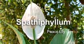 Spathiphyllum wallsii
