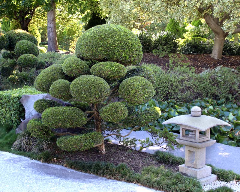 Cloud Topiary in the Oriental Garden at Hunter Valley Gardens