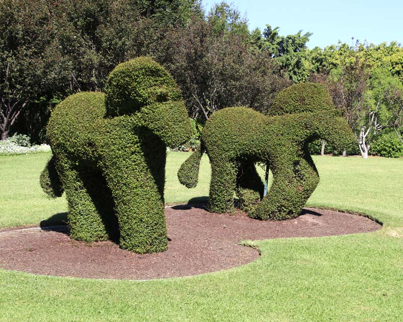 Horse topiary at Hunter Valley Gardens