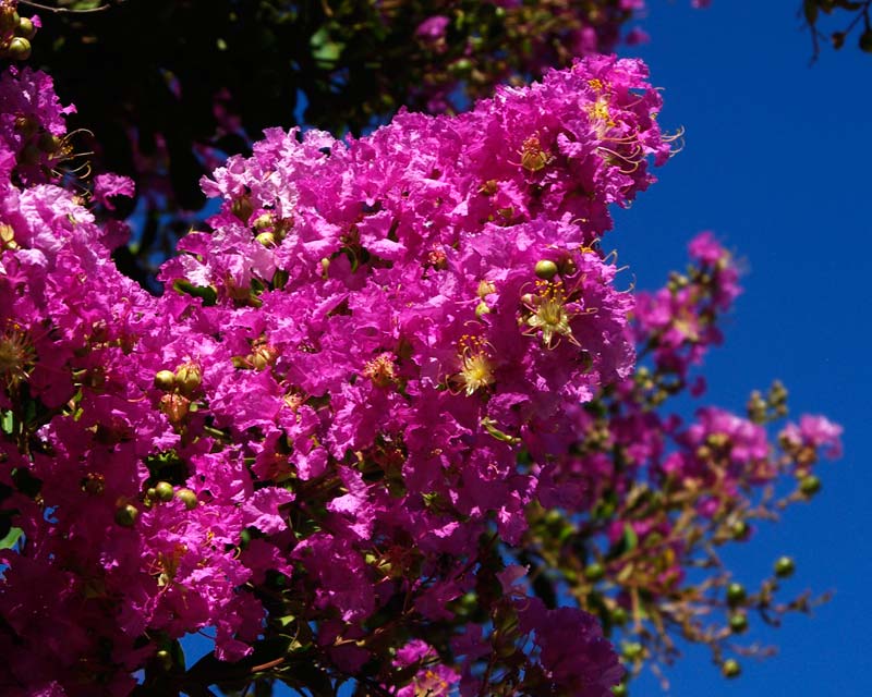 Lagerstroemia trees with beautiful pink flowers during summer - Indian Garden - Hunter Valley Gardens