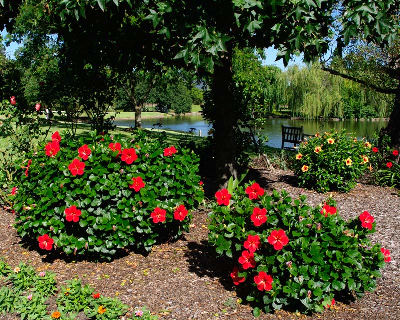 Beautifully planted beds along the Lake Walk- Hunter Valley Gardens