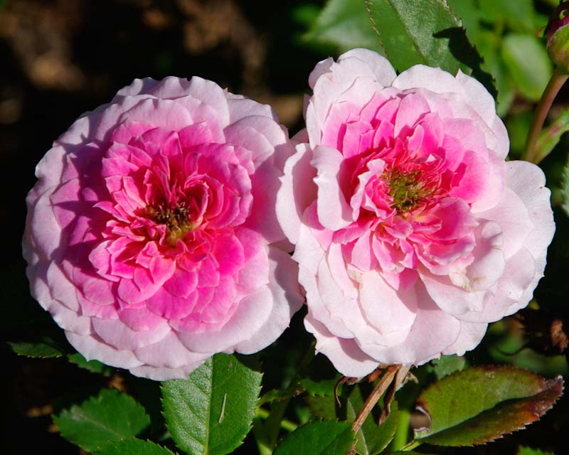Hardy miniature roses - this is Rosa Candy