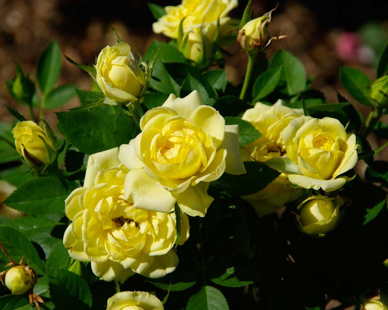 Hardy miniature roses - this is Rosa Marylin