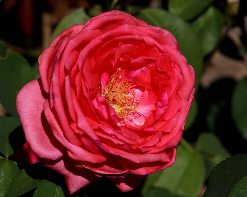 A good collection of Hybrid Tea Roses - including Fragrant Cloud