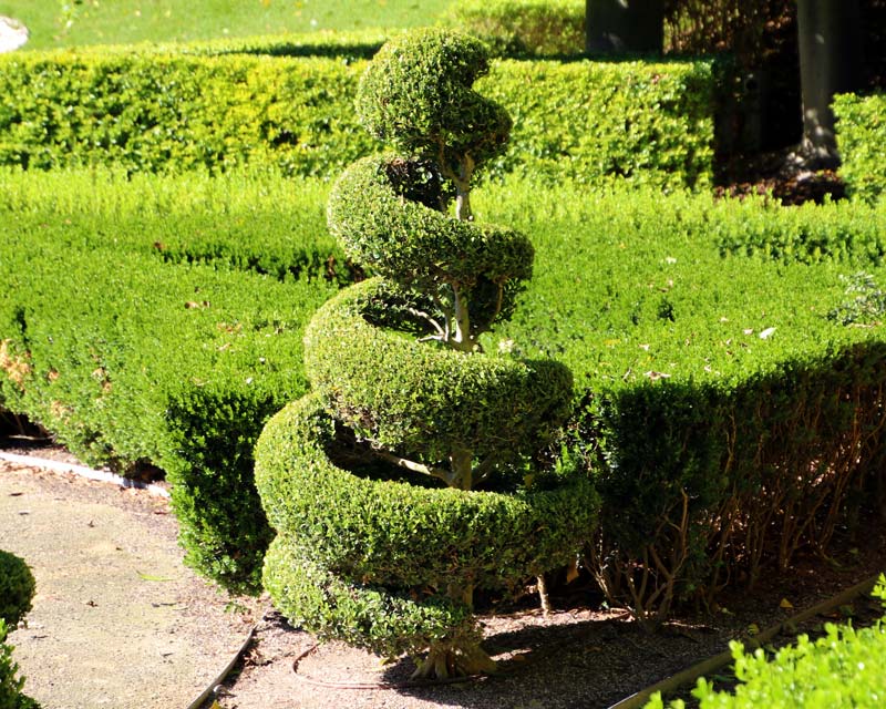 Good examples of spiral topiary at Hunter Valley Gardens