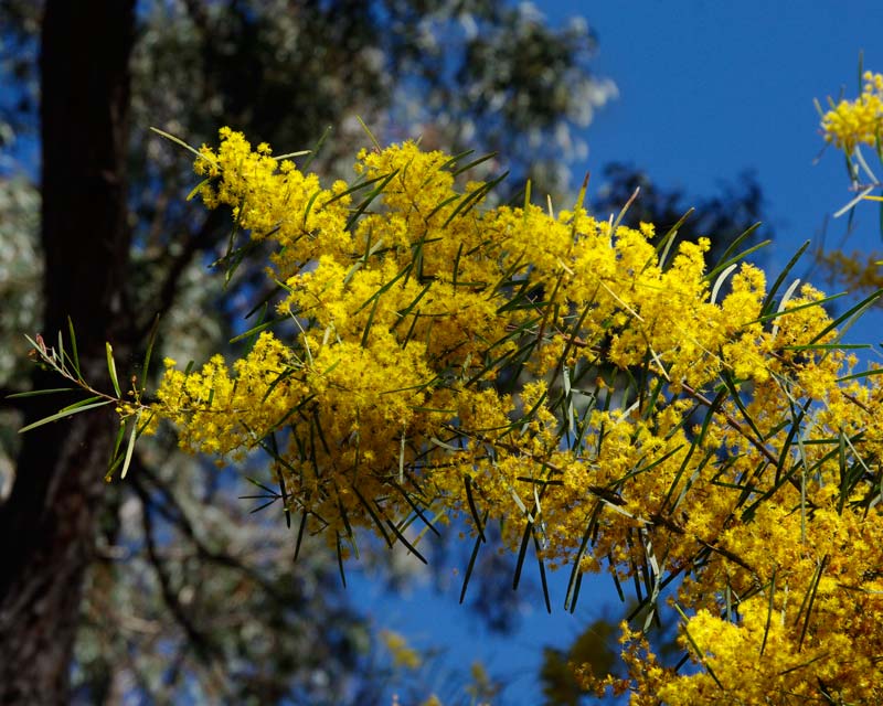 Acacia boormanii - late spring Australian National Botanic Gardens