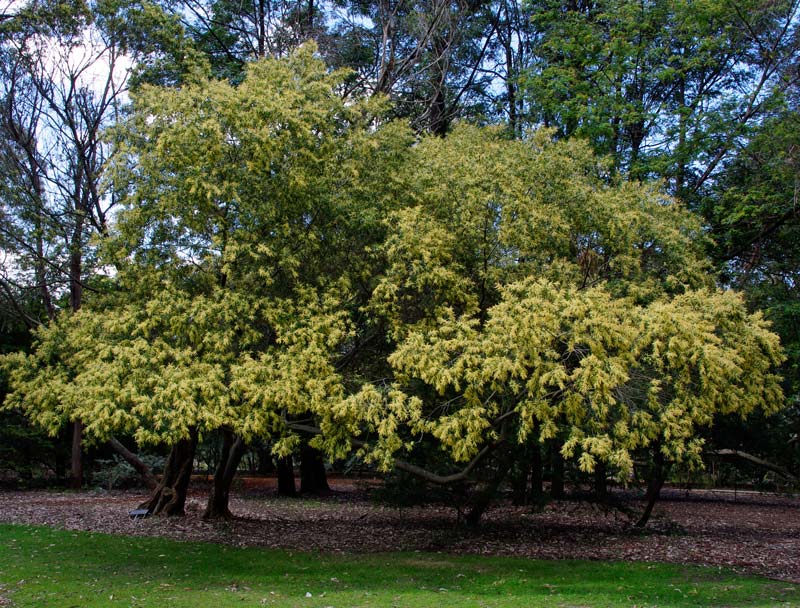 Acacia floribunda at Australian National Botanic Gardens