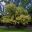 Acacia floribunda at Australian National Botanic Gardens