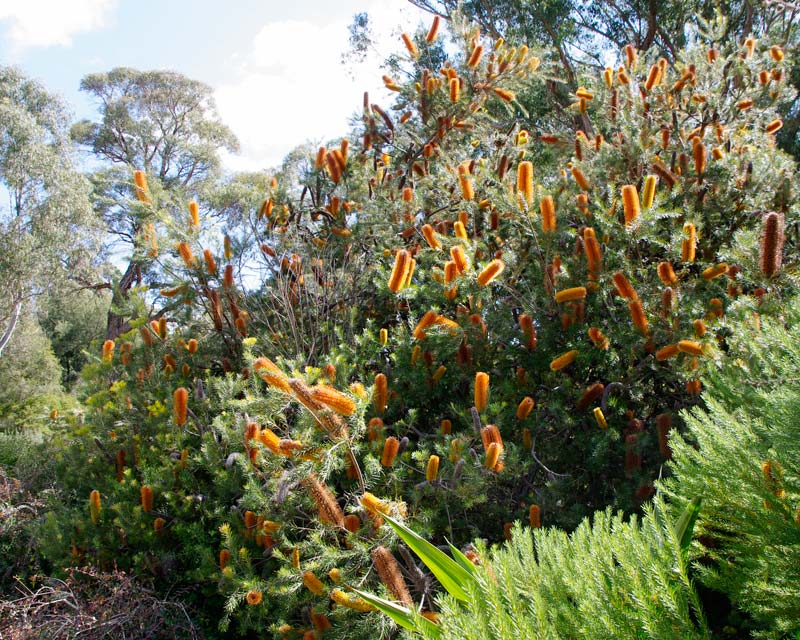 Banksia ericifolia photo taken at Australian National Botanic Gardens