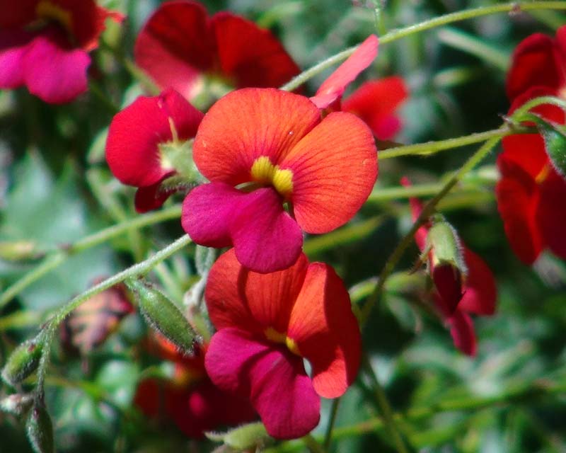 The heart-leaved Flame Pea Chorizema cordatum - one of the Flowers of the Week at Australian National Botanic Gardens