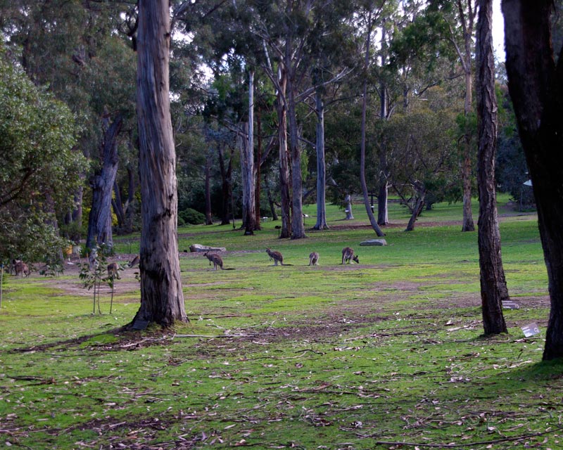 The Eucalypt Lawn,Australian National Botanic Gardens - 70 types of Eucalypts, in late afternoon you may see feeding Kangaroos.