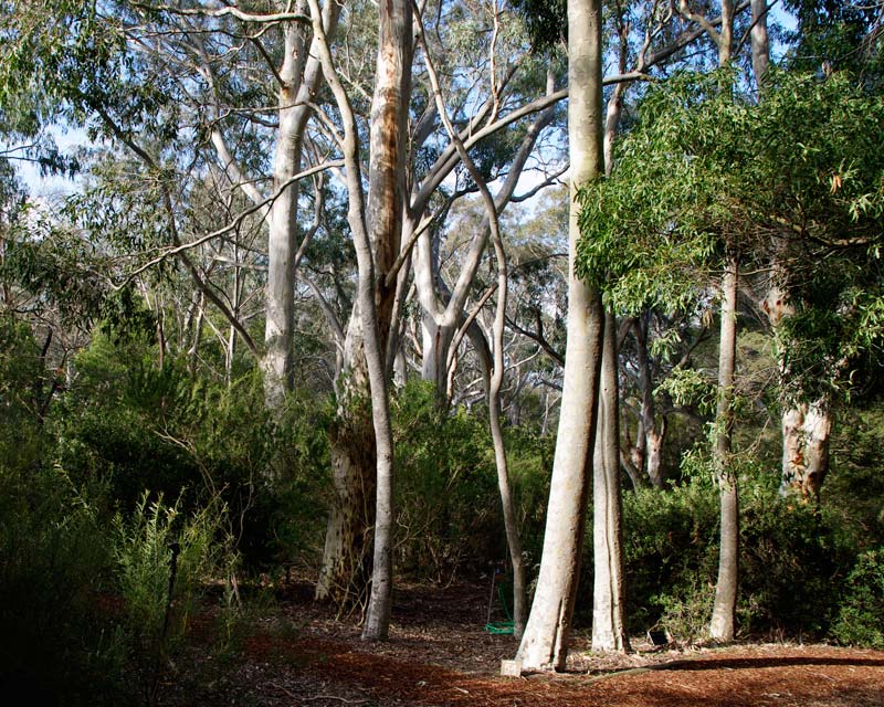 Australian National Botanic Gardens -off the main path there are areas of  natives including stands of Eucalyptus
