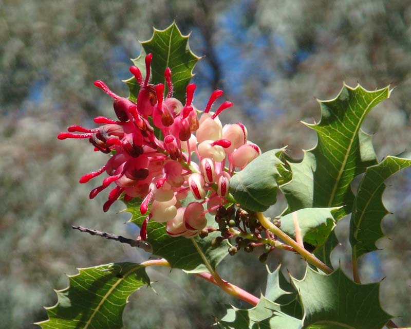 Grevillea insignis - photo taken at Australian National Botanic Gardens