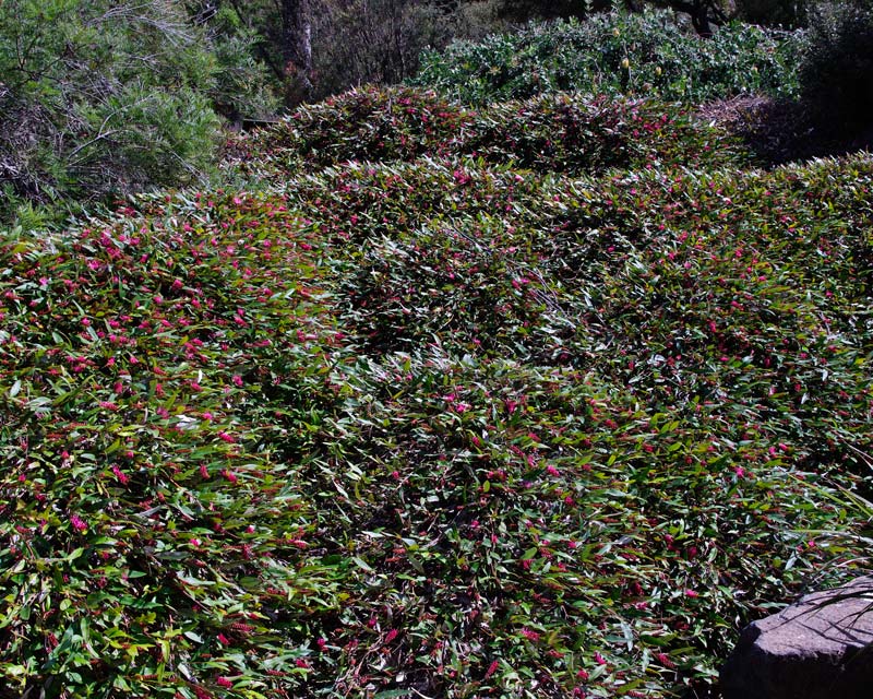 A splendid example of Grevillea Poorinda Royal Mantle in the Rock Garden Australian National Botanic Gardens